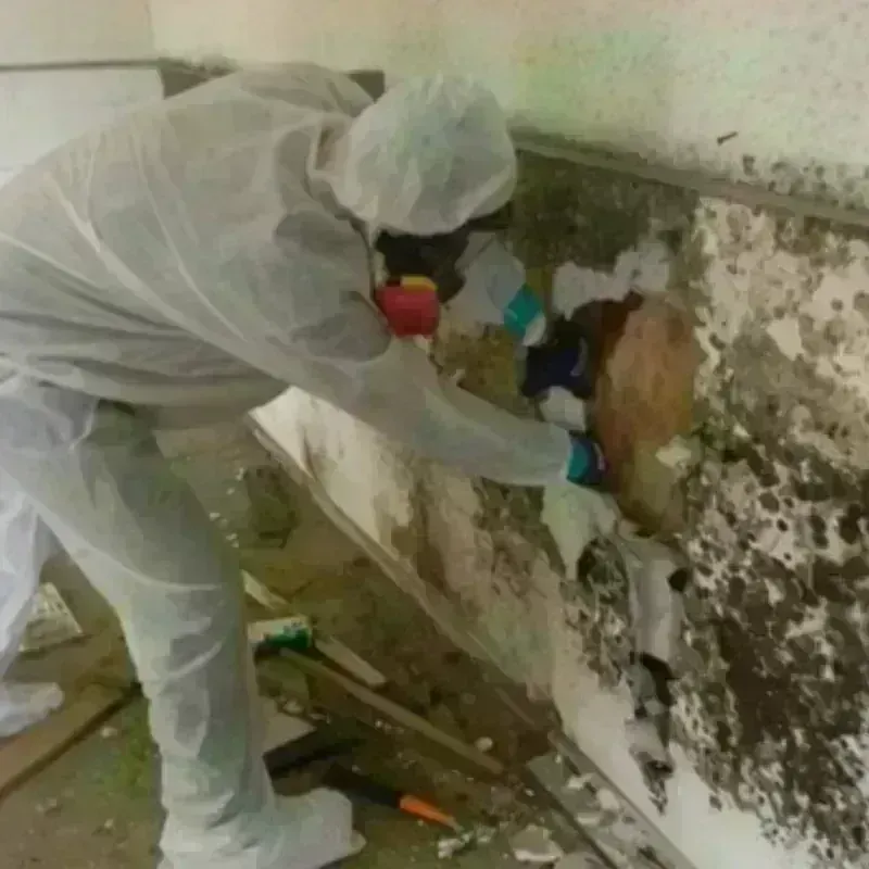 Mold Remediation and Removal in Big Bear Lake, CA